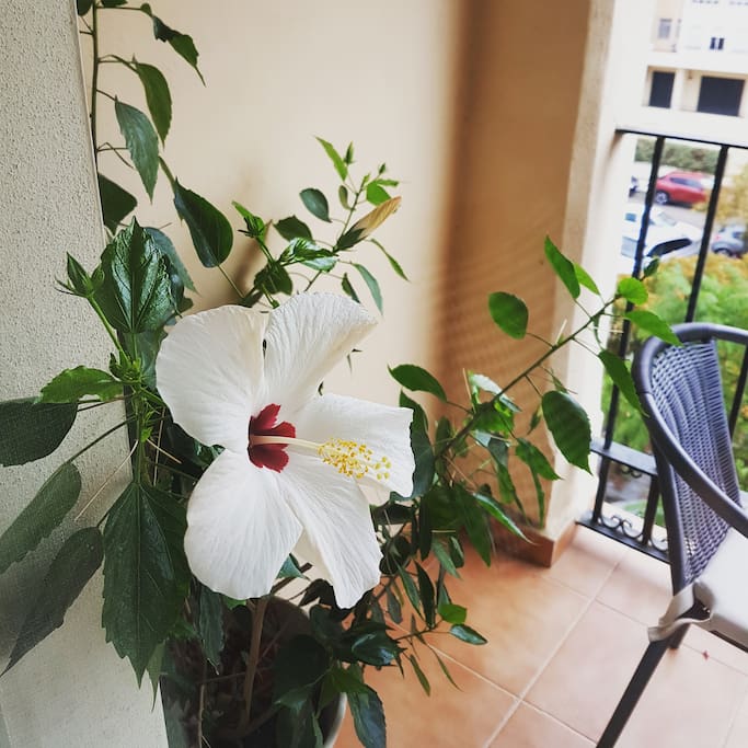 Cozy 1-Bedroom Apartment in the Heart of Estepona — Perfect by the Sea - mibgroup.es