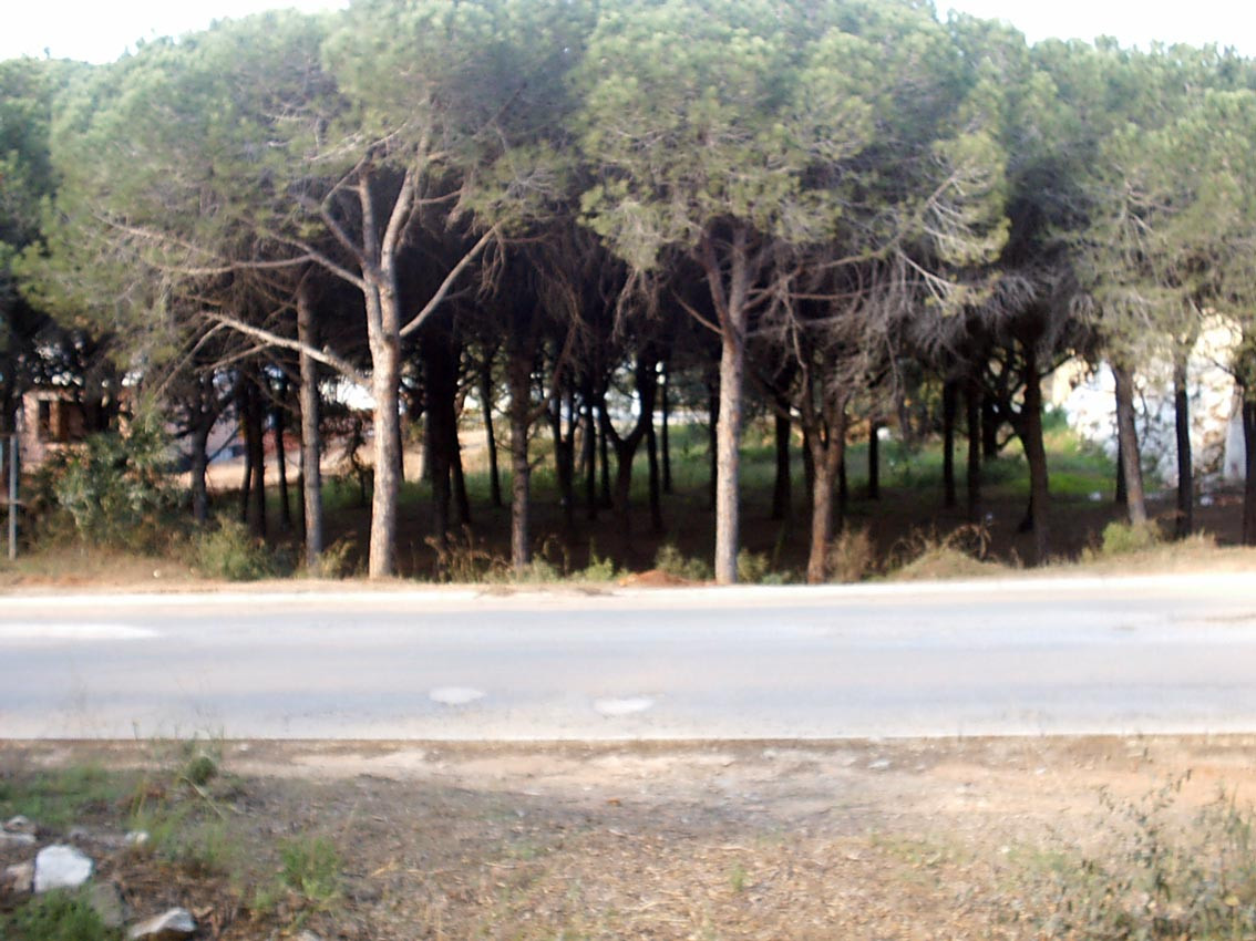 Land in Las Chapas - mibgroup.es