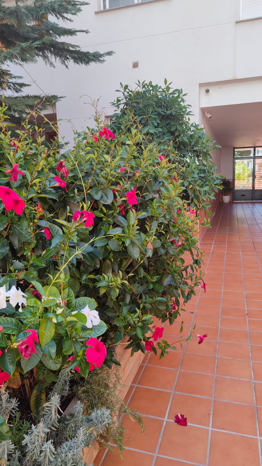 Сдается в аренду 2 спальная квартира в Гуадальмина Альта - mibgroup.es